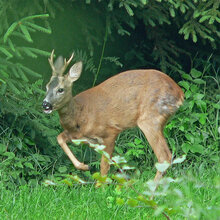 Rehbock im Wald