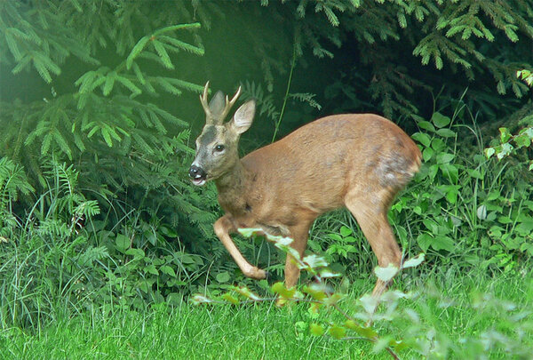 Rehbock im Wald