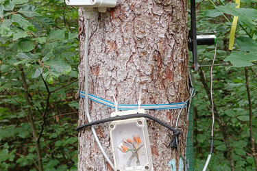 Baum mit Instrumenten zur Messung des Transpirationspotentials und der tageszeitlichen Durchmesserschwankung im Forschungsprojekt Hölstein.