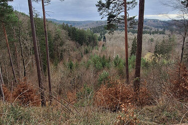 Blick auf den Lehrwald von einem Aussichtspunkt im Wald