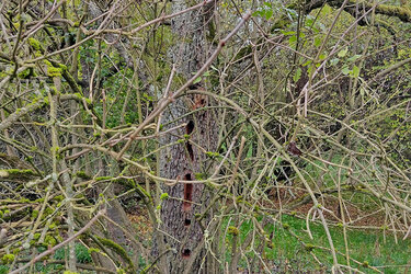 Höhlenbaum auf einer Streuobstwiese.