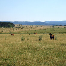 Rinder auf einer weitläufigen Weide