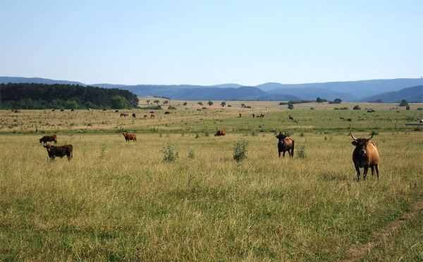 Rinder auf einer weitläufigen Weide