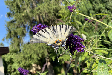 Segelfalter auf Blüte des Sommerflieders