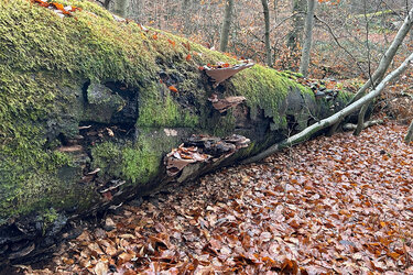 Eine 25 Festmeter starke Buche liegt im Wald und dient Pilzen und der Wildkatze als Lebensraum