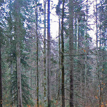 Blick in einen Waldbestand