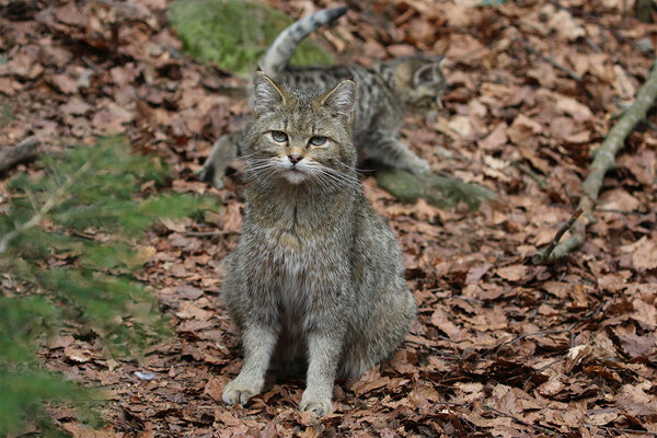 Eine Wildkatze sitzt im Wald