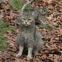 Eine Wildkatze sitzt im Wald