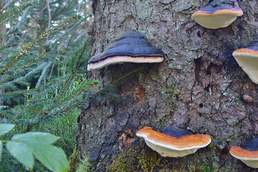 Stehendes Totholz im Wald mit Baumpilzen