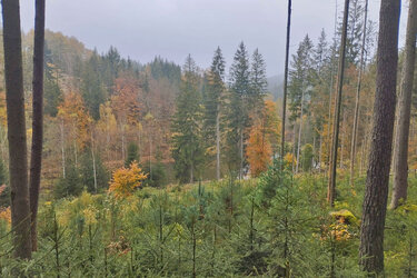 Blick über eine Waldverjüngung