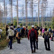 Teilnehmer laufen auf einem Waldweg